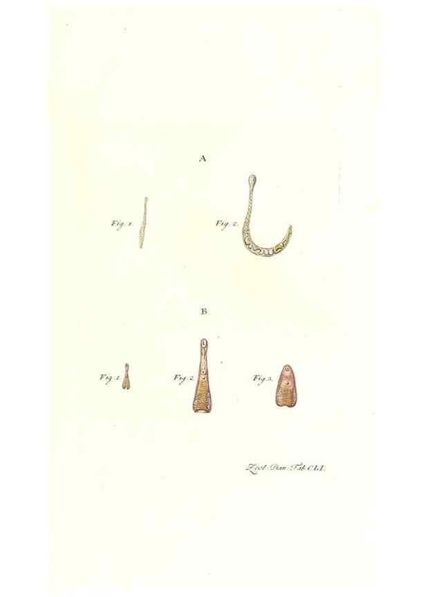 Reproducción/Reproduction 7497783774: Zoologia danica, sev Animalivm Daniae et Norvegiae rariorvm ac minvs notorvm descriptiones et historia .... Havniae :typis N. Mölleri aulae regiae typographi et filii,1788-1806.