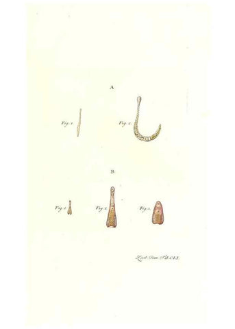 Reproducción/Reproduction 7497783774: Zoologia danica, sev Animalivm Daniae et Norvegiae rariorvm ac minvs notorvm descriptiones et historia .... Havniae :typis N. Mölleri aulae regiae typographi et filii,1788-1806.