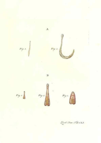 Reproducción/Reproduction 7497783774: Zoologia danica, sev Animalivm Daniae et Norvegiae rariorvm ac minvs notorvm descriptiones et historia .... Havniae :typis N. Mölleri aulae regiae typographi et filii,1788-1806.