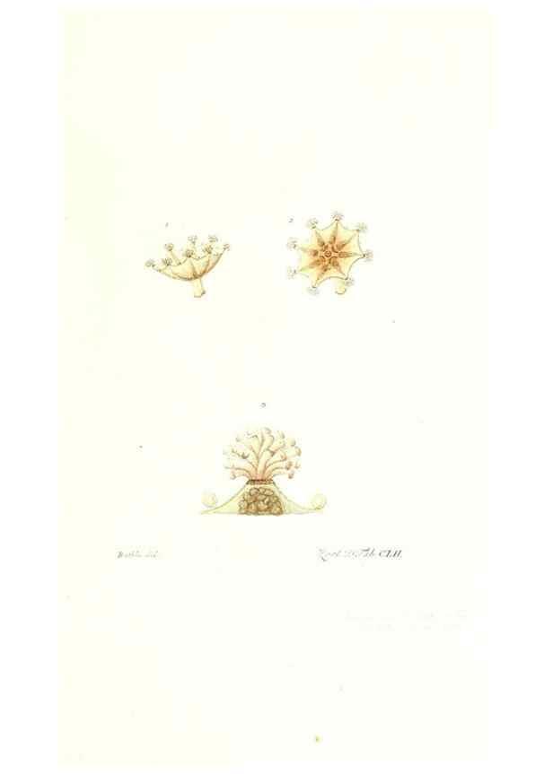 Reproducción/Reproduction 7497784894: Zoologia danica, sev Animalivm Daniae et Norvegiae rariorvm ac minvs notorvm descriptiones et historia .... Havniae :typis N. Mölleri aulae regiae typographi et filii,1788-1806.
