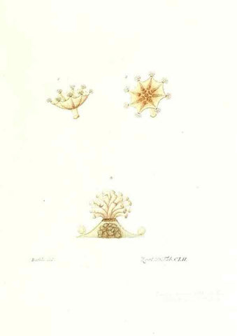 Reproducción/Reproduction 7497784894: Zoologia danica, sev Animalivm Daniae et Norvegiae rariorvm ac minvs notorvm descriptiones et historia .... Havniae :typis N. Mölleri aulae regiae typographi et filii,1788-1806.