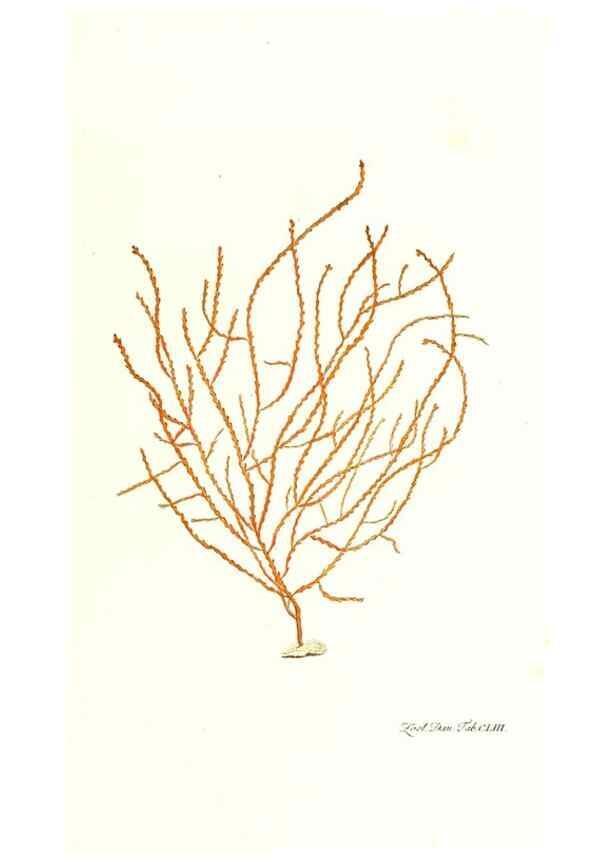 Reproducción/Reproduction 7497786136: Zoologia danica, sev Animalivm Daniae et Norvegiae rariorvm ac minvs notorvm descriptiones et historia .... Havniae :typis N. Mölleri aulae regiae typographi et filii,1788-1806.