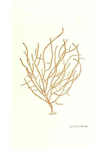 Reproducción/Reproduction 7497786136: Zoologia danica, sev Animalivm Daniae et Norvegiae rariorvm ac minvs notorvm descriptiones et historia .... Havniae :typis N. Mölleri aulae regiae typographi et filii,1788-1806.