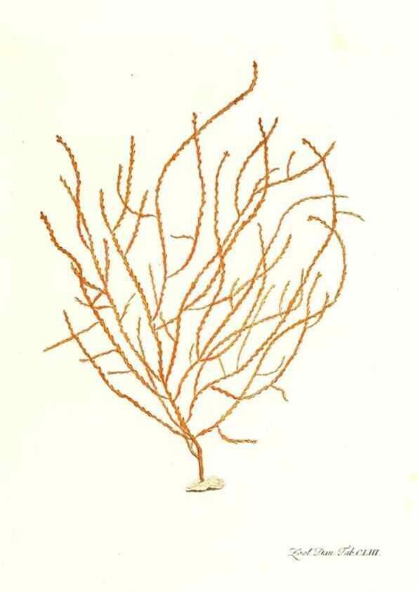 Reproducción/Reproduction 7497786136: Zoologia danica, sev Animalivm Daniae et Norvegiae rariorvm ac minvs notorvm descriptiones et historia .... Havniae :typis N. Mölleri aulae regiae typographi et filii,1788-1806.