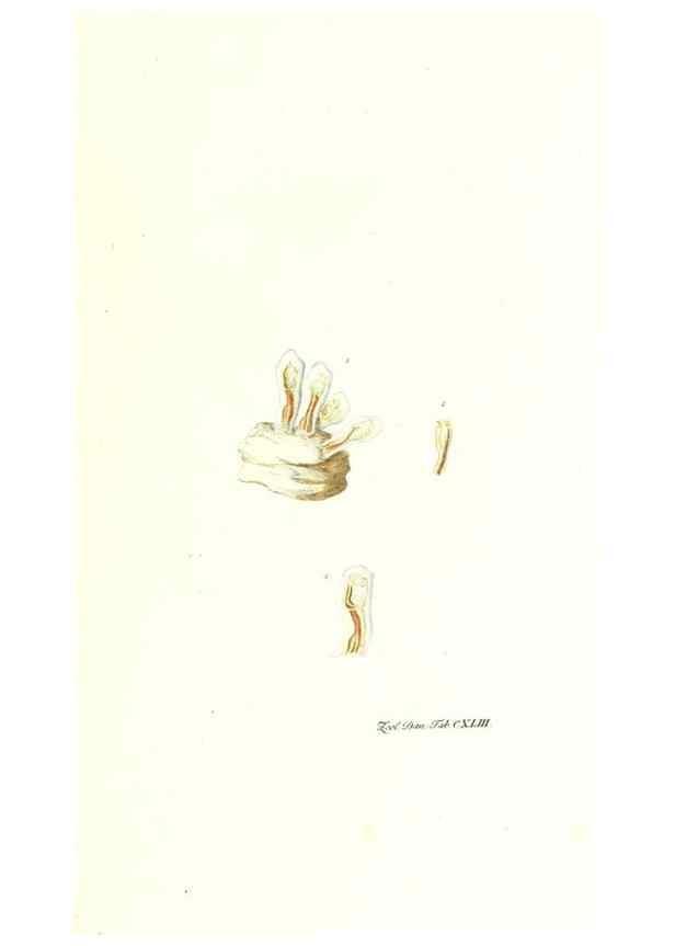 Reproducción/Reproduction 7497778154: Zoologia danica, sev Animalivm Daniae et Norvegiae rariorvm ac minvs notorvm descriptiones et historia .... Havniae :typis N. Mölleri aulae regiae typographi et filii,1788-1806.
