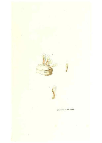 Reproducción/Reproduction 7497778154: Zoologia danica, sev Animalivm Daniae et Norvegiae rariorvm ac minvs notorvm descriptiones et historia .... Havniae :typis N. Mölleri aulae regiae typographi et filii,1788-1806.