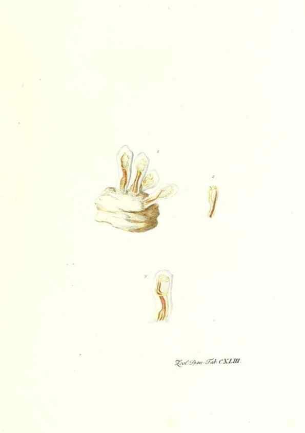 Reproducción/Reproduction 7497778154: Zoologia danica, sev Animalivm Daniae et Norvegiae rariorvm ac minvs notorvm descriptiones et historia .... Havniae :typis N. Mölleri aulae regiae typographi et filii,1788-1806.