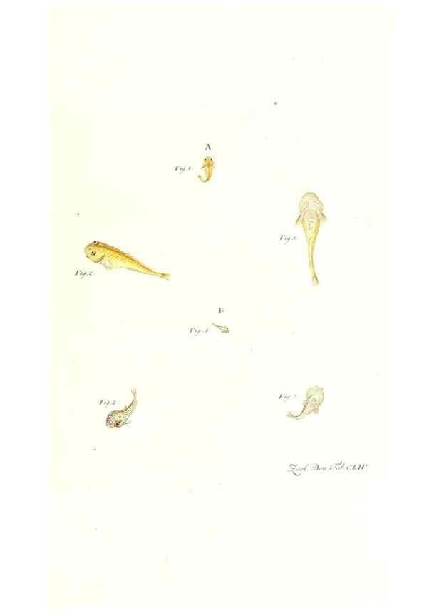 Reproducción/Reproduction 7497787246: Zoologia danica, sev Animalivm Daniae et Norvegiae rariorvm ac minvs notorvm descriptiones et historia .... Havniae :typis N. Mölleri aulae regiae typographi et filii,1788-1806.