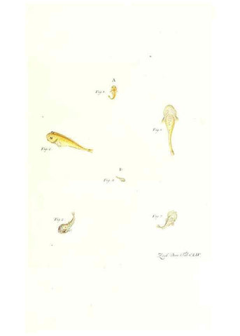 Reproducción/Reproduction 7497787246: Zoologia danica, sev Animalivm Daniae et Norvegiae rariorvm ac minvs notorvm descriptiones et historia .... Havniae :typis N. Mölleri aulae regiae typographi et filii,1788-1806.