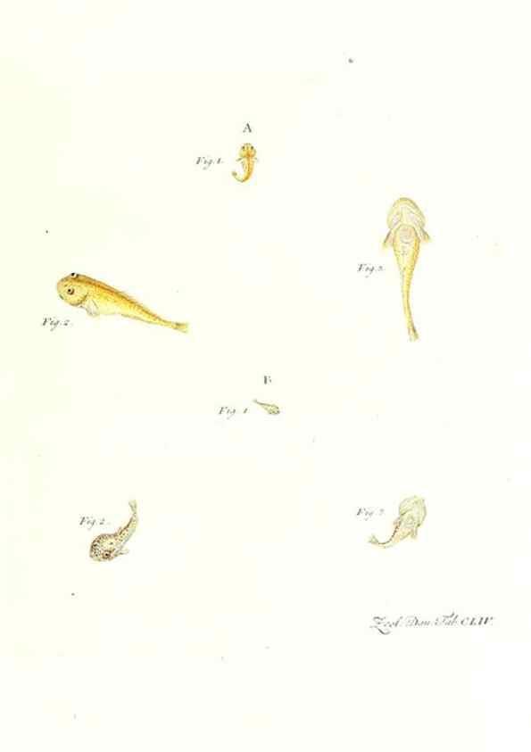 Reproducción/Reproduction 7497787246: Zoologia danica, sev Animalivm Daniae et Norvegiae rariorvm ac minvs notorvm descriptiones et historia .... Havniae :typis N. Mölleri aulae regiae typographi et filii,1788-1806.