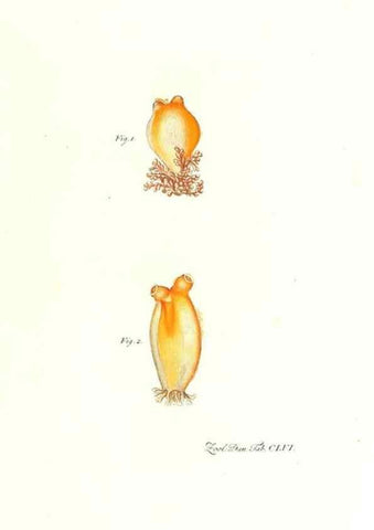 Reproducción/Reproduction 7497789164: Zoologia danica, sev Animalivm Daniae et Norvegiae rariorvm ac minvs notorvm descriptiones et historia .... Havniae :typis N. Mölleri aulae regiae typographi et filii,1788-1806.