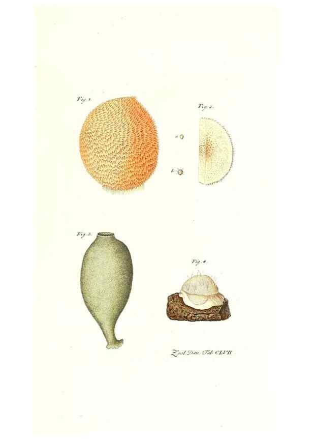 Reproducción/Reproduction 7497790338: Zoologia danica, sev Animalivm Daniae et Norvegiae rariorvm ac minvs notorvm descriptiones et historia .... Havniae :typis N. Mölleri aulae regiae typographi et filii,1788-1806.