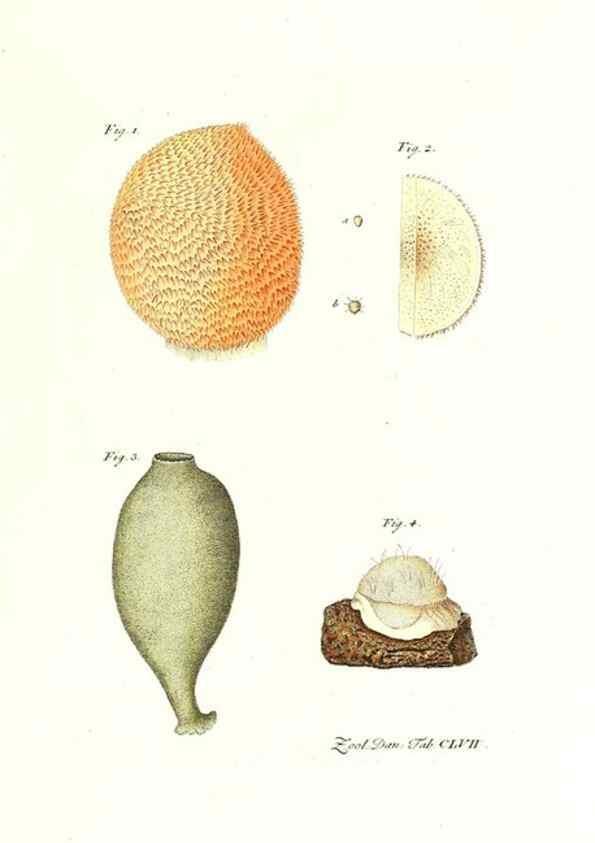 Reproducción/Reproduction 7497790338: Zoologia danica, sev Animalivm Daniae et Norvegiae rariorvm ac minvs notorvm descriptiones et historia .... Havniae :typis N. Mölleri aulae regiae typographi et filii,1788-1806.