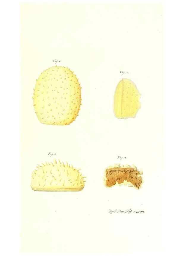 Reproducción/Reproduction 7497791522: Zoologia danica, sev Animalivm Daniae et Norvegiae rariorvm ac minvs notorvm descriptiones et historia .... Havniae :typis N. Mölleri aulae regiae typographi et filii,1788-1806.