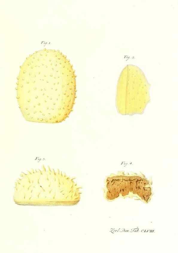 Reproducción/Reproduction 7497791522: Zoologia danica, sev Animalivm Daniae et Norvegiae rariorvm ac minvs notorvm descriptiones et historia .... Havniae :typis N. Mölleri aulae regiae typographi et filii,1788-1806.