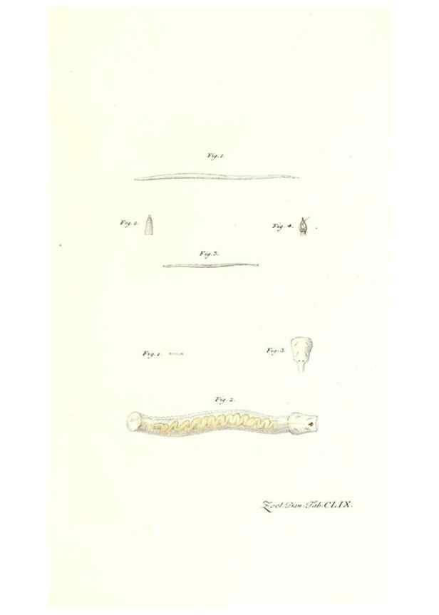 Reproducción/Reproduction 7497792580: Zoologia danica, sev Animalivm Daniae et Norvegiae rariorvm ac minvs notorvm descriptiones et historia .... Havniae :typis N. Mölleri aulae regiae typographi et filii,1788-1806.