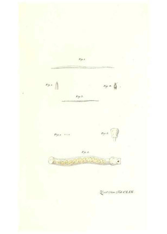 Reproducción/Reproduction 7497792580: Zoologia danica, sev Animalivm Daniae et Norvegiae rariorvm ac minvs notorvm descriptiones et historia .... Havniae :typis N. Mölleri aulae regiae typographi et filii,1788-1806.