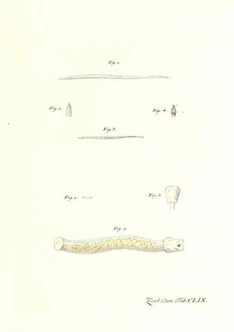 Reproducción/Reproduction 7497792580: Zoologia danica, sev Animalivm Daniae et Norvegiae rariorvm ac minvs notorvm descriptiones et historia .... Havniae :typis N. Mölleri aulae regiae typographi et filii,1788-1806.