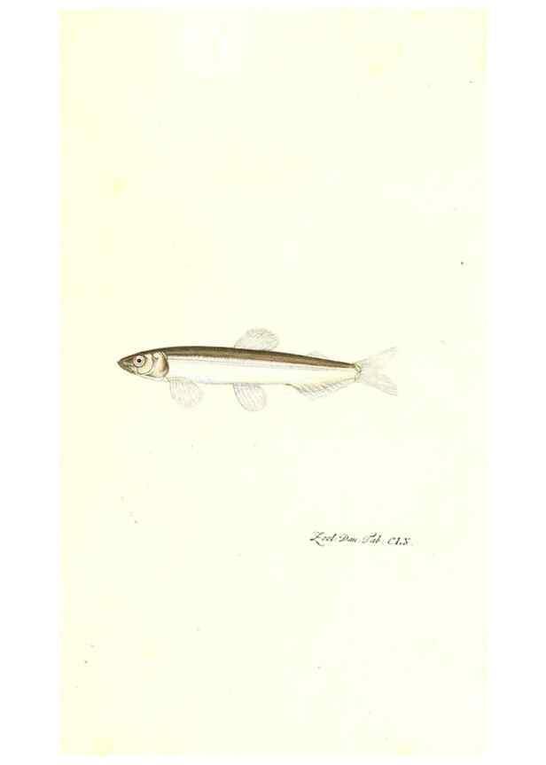 Reproducción/Reproduction 7497793652: Zoologia danica, sev Animalivm Daniae et Norvegiae rariorvm ac minvs notorvm descriptiones et historia .... Havniae :typis N. Mölleri aulae regiae typographi et filii,1788-1806.
