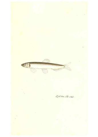 Reproducción/Reproduction 7497793652: Zoologia danica, sev Animalivm Daniae et Norvegiae rariorvm ac minvs notorvm descriptiones et historia .... Havniae :typis N. Mölleri aulae regiae typographi et filii,1788-1806.