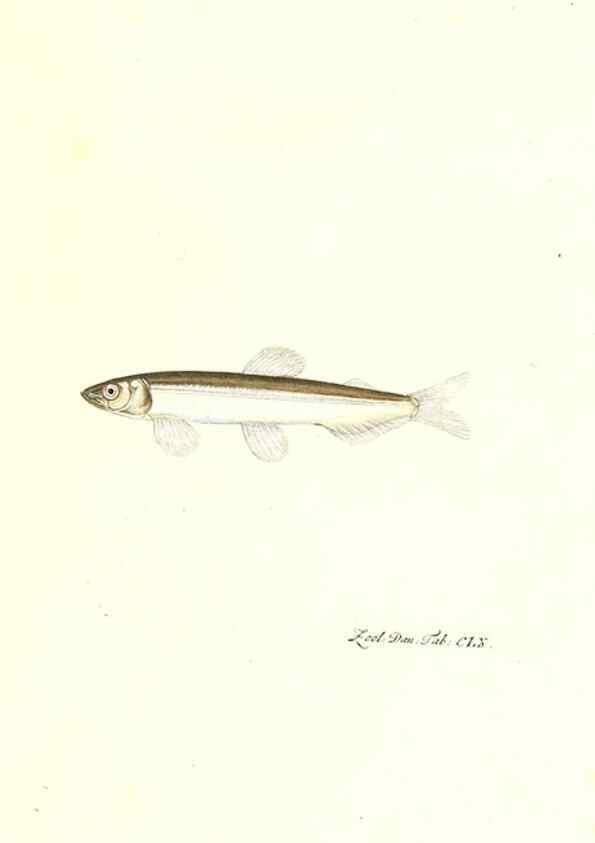 Reproducción/Reproduction 7497793652: Zoologia danica, sev Animalivm Daniae et Norvegiae rariorvm ac minvs notorvm descriptiones et historia .... Havniae :typis N. Mölleri aulae regiae typographi et filii,1788-1806.