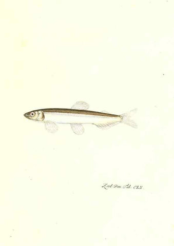 Reproducción/Reproduction 7497793652: Zoologia danica, sev Animalivm Daniae et Norvegiae rariorvm ac minvs notorvm descriptiones et historia .... Havniae :typis N. Mölleri aulae regiae typographi et filii,1788-1806.