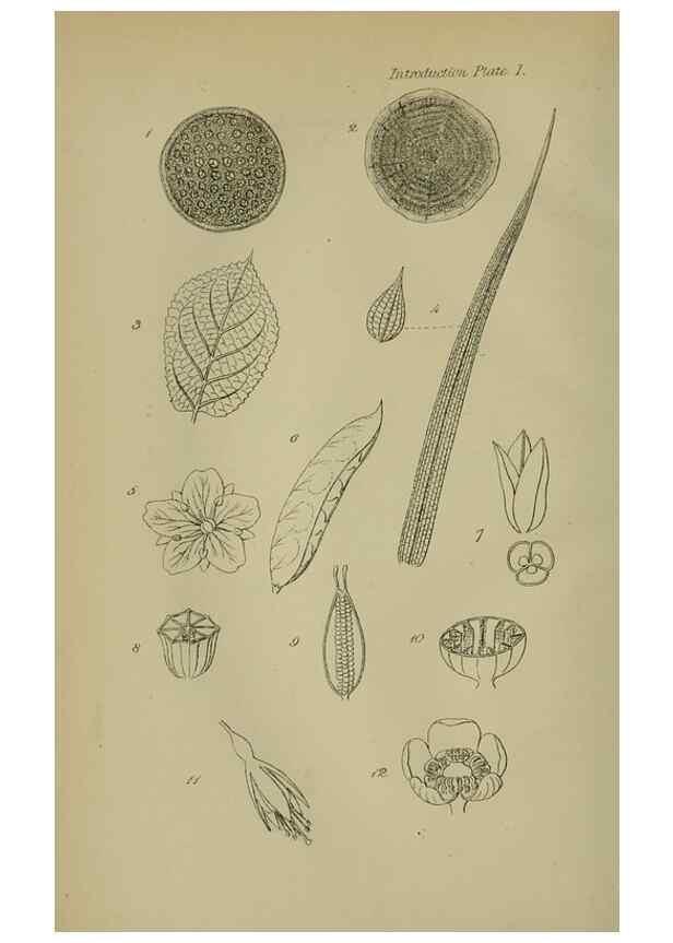 Reproducción/Reproduction 7507451628: British wild flowers.. London,J. Van Voorst,1876.