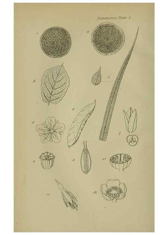 Reproducción/Reproduction 7507451628: British wild flowers.. London,J. Van Voorst,1876.