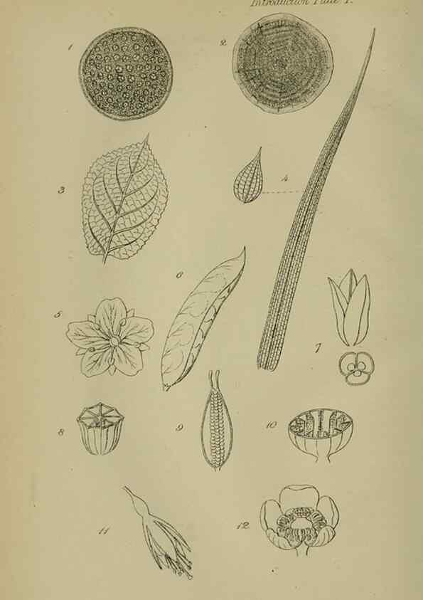 Reproducción/Reproduction 7507451628: British wild flowers.. London,J. Van Voorst,1876.