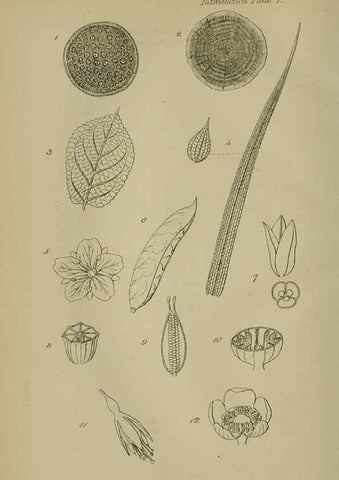 Reproducción/Reproduction 7507451628: British wild flowers.. London,J. Van Voorst,1876.