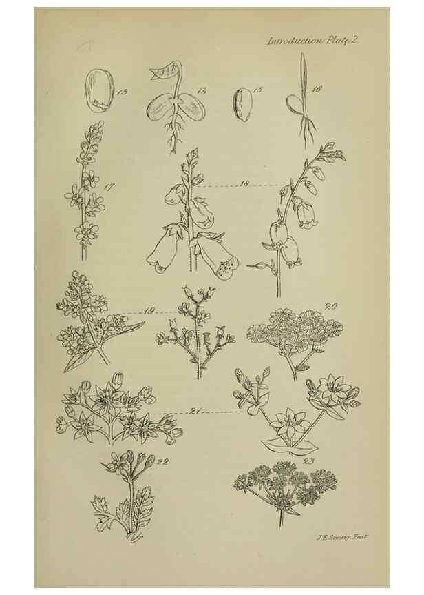 Reproducción/Reproduction 7507452966: British wild flowers.. London,J. Van Voorst,1876.