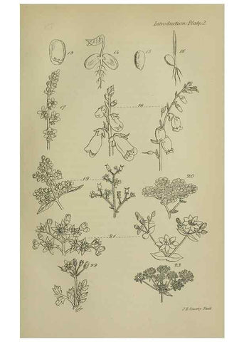 Reproducción/Reproduction 7507452966: British wild flowers.. London,J. Van Voorst,1876.