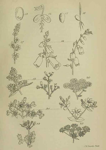 Reproducción/Reproduction 7507452966: British wild flowers.. London,J. Van Voorst,1876.