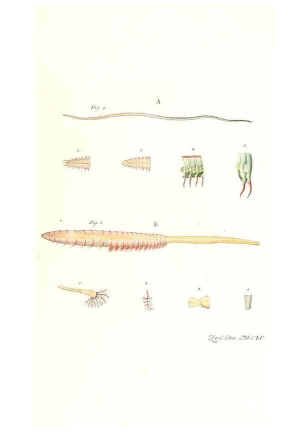 Reproducción/Reproduction 7497788102: Zoologia danica, sev Animalivm Daniae et Norvegiae rariorvm ac minvs notorvm descriptiones et historia .... Havniae :typis N. Mölleri aulae regiae typographi et filii,1788-1806.