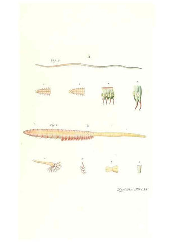 Reproducción/Reproduction 7497788102: Zoologia danica, sev Animalivm Daniae et Norvegiae rariorvm ac minvs notorvm descriptiones et historia .... Havniae :typis N. Mölleri aulae regiae typographi et filii,1788-1806.