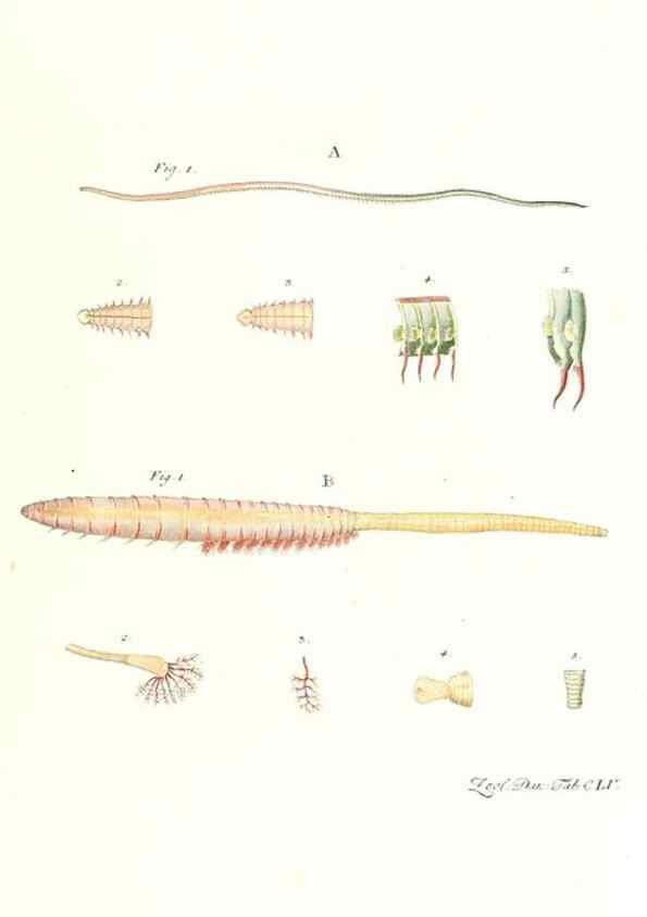Reproducción/Reproduction 7497788102: Zoologia danica, sev Animalivm Daniae et Norvegiae rariorvm ac minvs notorvm descriptiones et historia .... Havniae :typis N. Mölleri aulae regiae typographi et filii,1788-1806.