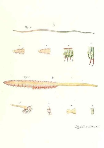 Reproducción/Reproduction 7497788102: Zoologia danica, sev Animalivm Daniae et Norvegiae rariorvm ac minvs notorvm descriptiones et historia .... Havniae :typis N. Mölleri aulae regiae typographi et filii,1788-1806.
