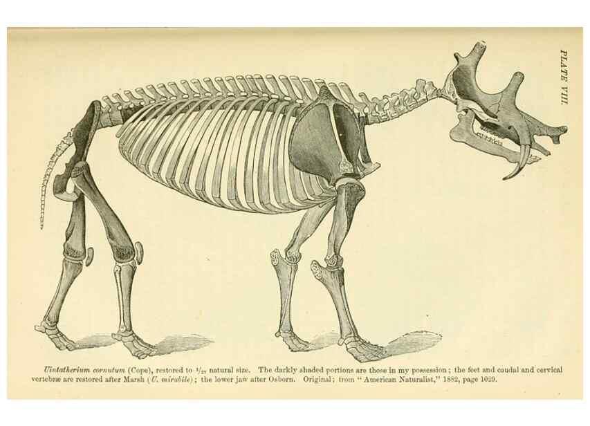 Reproducción/Reproduction 7508298548: The origin of the fittest :. New York :D. Appleton,1887.