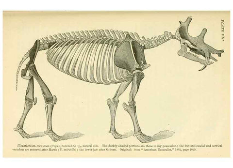 Reproducción/Reproduction 7508298548: The origin of the fittest :. New York :D. Appleton,1887.
