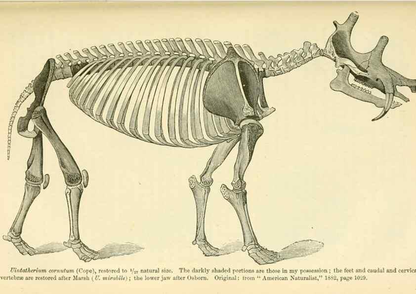 Reproducción/Reproduction 7508298548: The origin of the fittest :. New York :D. Appleton,1887.