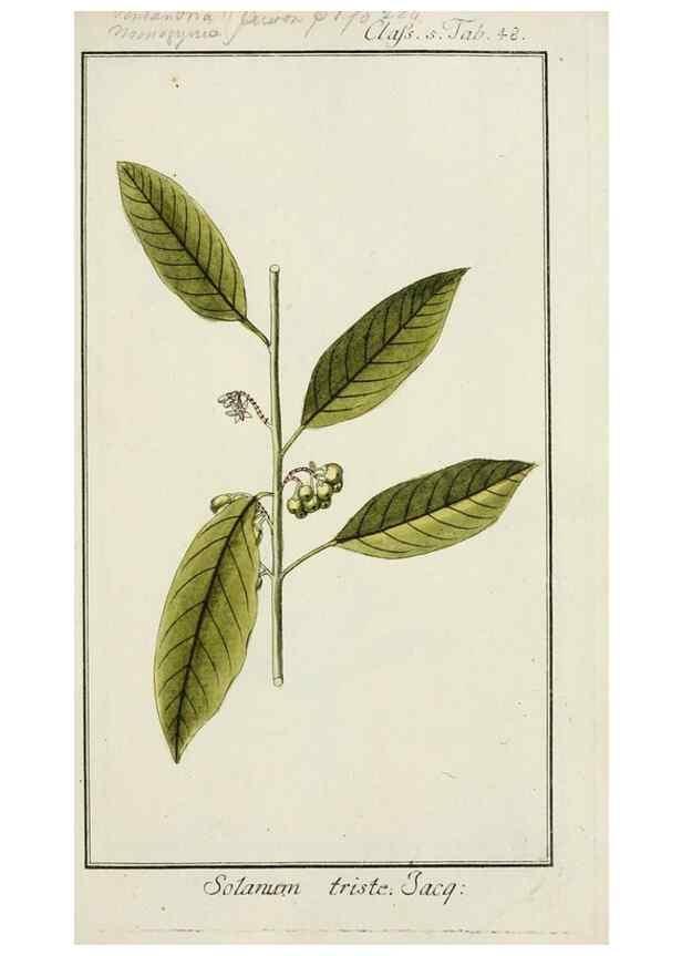 Reproducción/Reproduction 7535065966: Dreyhundert auserlesene amerikanische Gewächse nach linneischer Ordnung.. Nürnberg,Auf Kosten der Raspischen Buchh.,1785-88.