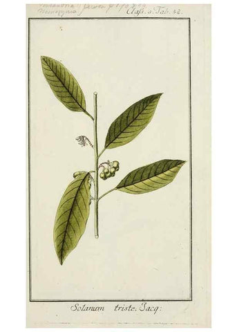 Reproducción/Reproduction 7535065966: Dreyhundert auserlesene amerikanische Gewächse nach linneischer Ordnung.. Nürnberg,Auf Kosten der Raspischen Buchh.,1785-88.