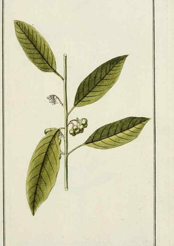 Reproducción/Reproduction 7535065966: Dreyhundert auserlesene amerikanische Gewächse nach linneischer Ordnung.. Nürnberg,Auf Kosten der Raspischen Buchh.,1785-88.