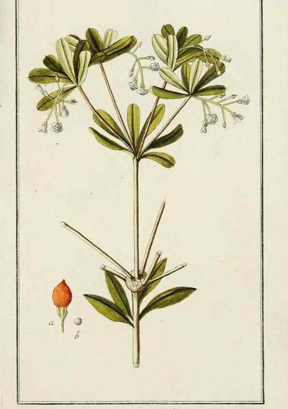 Reproducción/Reproduction 7535067492: Dreyhundert auserlesene amerikanische Gewächse nach linneischer Ordnung.. Nürnberg,Auf Kosten der Raspischen Buchh.,1785-88.