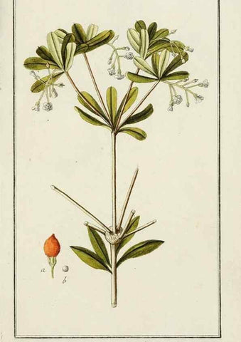 Reproducción/Reproduction 7535067492: Dreyhundert auserlesene amerikanische Gewächse nach linneischer Ordnung.. Nürnberg,Auf Kosten der Raspischen Buchh.,1785-88.