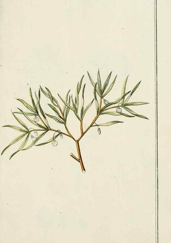 Reproducción/Reproduction 7535070652: Dreyhundert auserlesene amerikanische Gewächse nach linneischer Ordnung.. Nürnberg,Auf Kosten der Raspischen Buchh.,1785-88.