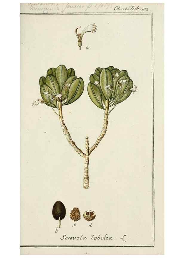 Reproducción/Reproduction 7535072106: Dreyhundert auserlesene amerikanische Gewächse nach linneischer Ordnung.. Nürnberg,Auf Kosten der Raspischen Buchh.,1785-88.