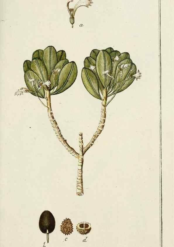 Reproducción/Reproduction 7535072106: Dreyhundert auserlesene amerikanische Gewächse nach linneischer Ordnung.. Nürnberg,Auf Kosten der Raspischen Buchh.,1785-88.