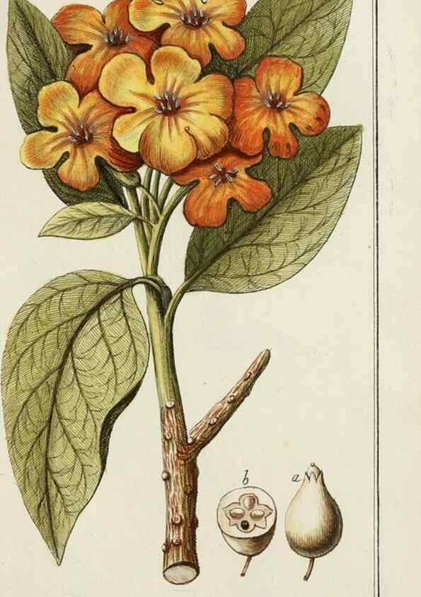 Reproducción/Reproduction 7535074016: Dreyhundert auserlesene amerikanische Gewächse nach linneischer Ordnung.. Nürnberg,Auf Kosten der Raspischen Buchh.,1785-88.