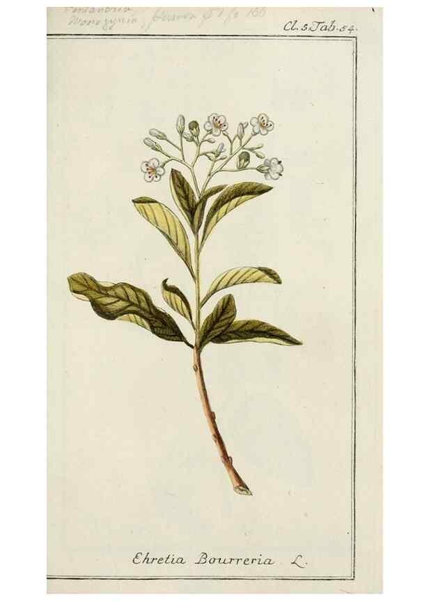 Reproducción/Reproduction 7535075092: Dreyhundert auserlesene amerikanische Gewächse nach linneischer Ordnung.. Nürnberg,Auf Kosten der Raspischen Buchh.,1785-88.